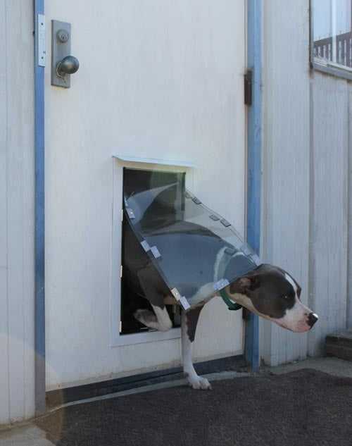 Hale Pet Doors for Doors - Image 14
