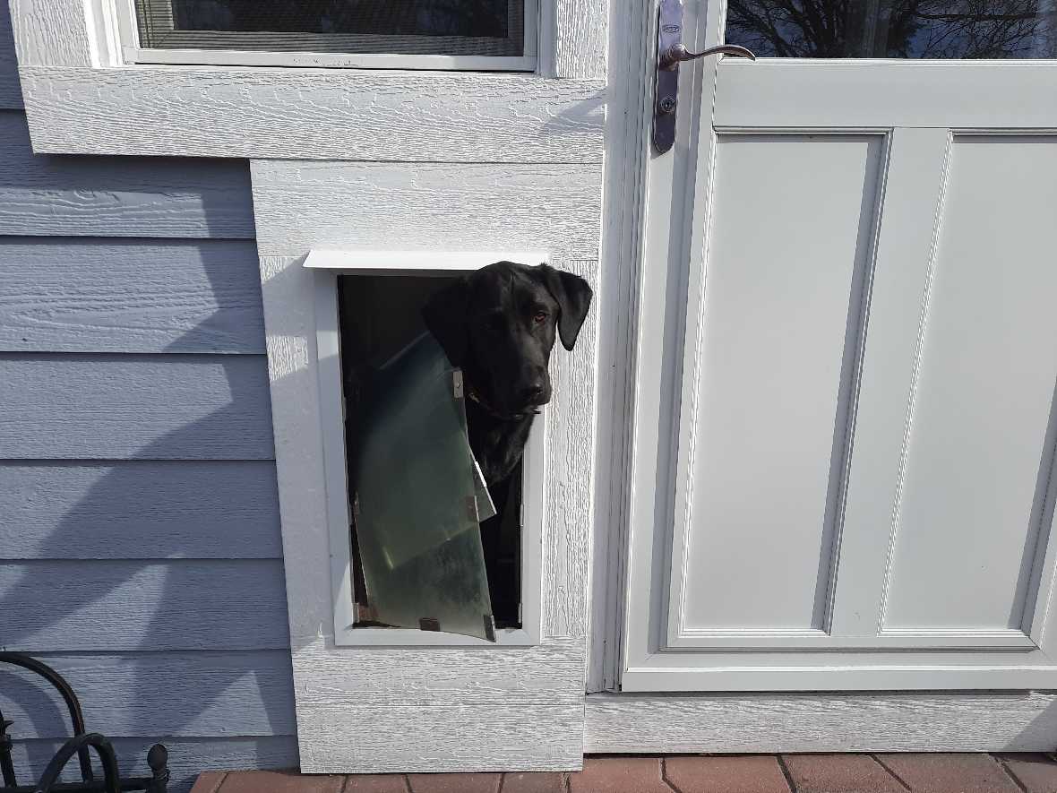 Hale Rain Cap for Pet Doors and Walls - Image 4