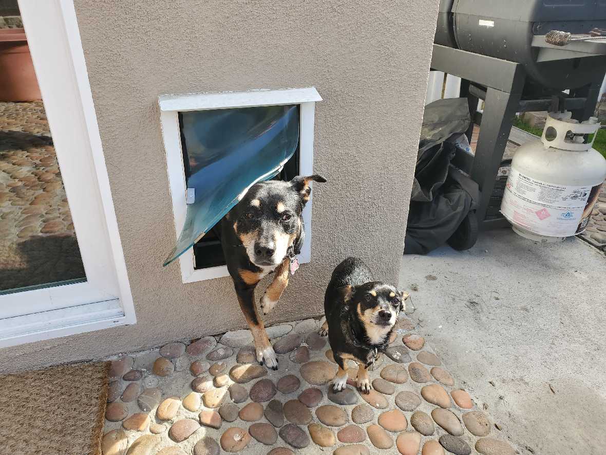 Hale Rain Cap for Pet Doors and Walls - Image 5